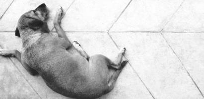 oben Aussicht von Hund Schlafen oder Lügen auf Rau Zement Fußboden oder grau Boden mit Linie und Kopieren Raum im schwarz und Weiß Stil. Tier und Haustier im einfarbig Ton. foto