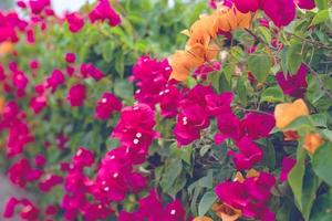 schön Bougainvillea Blume zum Hintergrund Textur und Hintergrund, weich Fokus foto