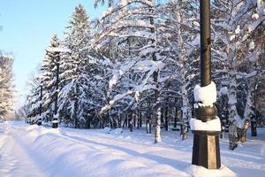 Winter Straße, Weihnachten Bäume im das Schnee. ein Spur im ein Winter Schnee Szene. schneebedeckt, Abend. foto