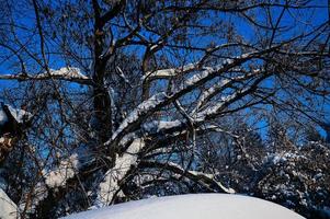 Winter schneebedeckt Weihnachten Szene mit ein Kiefer Baum. Fichte groß Geäst bedeckt mit Frost. Ruhe verschwommen Hintergrund von Winter Zeit mit Flocken von Schnee. foto