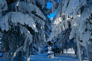 Winter schneebedeckt Weihnachten Szene mit ein Kiefer Baum. Fichte groß Geäst bedeckt mit Frost. Ruhe verschwommen Hintergrund von Winter Zeit mit Flocken von Schnee. foto