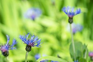 Blau Blumen von Kornblumen auf Grün Hintergrund foto