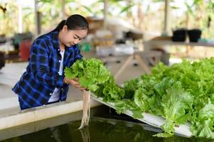 Farmer Frau Pflege Hydrokultur Gemüse Parzelle, organisch Gemüse foto