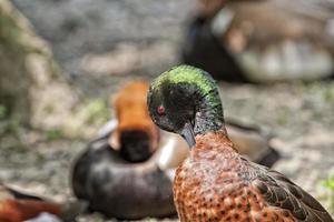 Isolierte Wildente, während sie dich im grünen Hintergrund ansieht foto