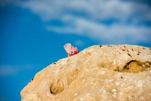 Galah Australien Cacatua Nahaufnahme Porträt foto