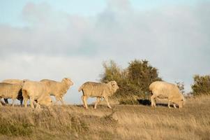 Schafherde auf patagonischem Grashintergrund foto