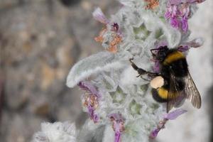 Biene beim Saugen von Blütenpollen foto