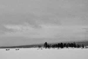 Lappland im Winter foto