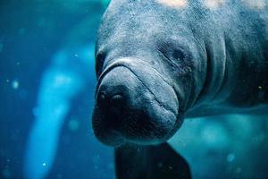 Neugeborenes Baby Seekuh Nahaufnahme Porträt foto