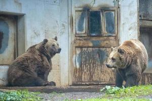 schwarze Grizzlybären foto