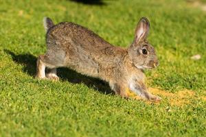 junger welpe jack kaninchen hase wildes häschen foto