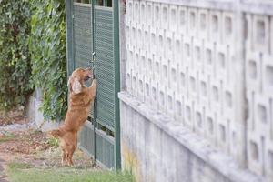 Englisch Hündchen Cocker Spaniel Stehen Über metallisch fench foto