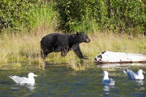 Ein schwarzer Bär, der eine Möwe im russischen Fluss Alaska betrachtet foto