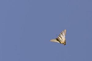 ein Schmetterling fliegend auf das Himmel Hintergrund foto