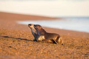 neugeborenes Seelöwenbaby am Strand in Patagonien foto