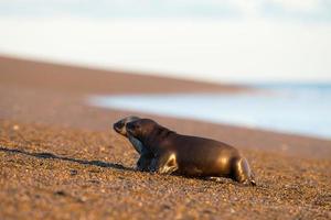 Seelöwe am Strand in Patagonien foto