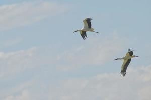 Storch Porträt während fliegend foto