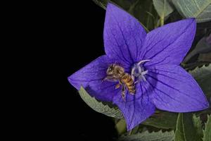 Biene fliegt von der Blume zu dir foto