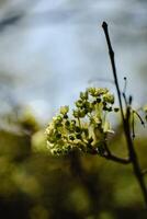 Weiß Blumen auf braun Stengel foto