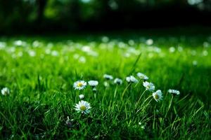Weiß Gänseblümchen auf Gras Feld foto