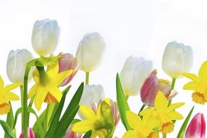helle bunte Frühlingsblumen von Narzissen und Tulpen isoliert auf weißem Hintergrund. foto