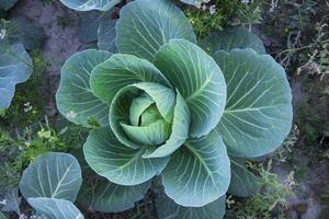 Kohl wächst im das Garten. Kohl wachsend im das Garten foto