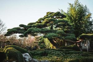 majestätisch Bäume im ein Chinesisch Garten während Frühling foto