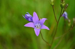 Feld lila Blume auf Grün Hintergrund foto