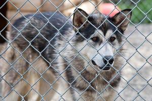 Alaska malamute heiser Schlitten Hund Porträt foto