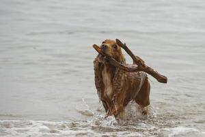 Englisch Cocker Spaniel Hund spielen auf Wasser foto