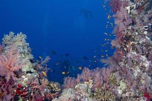 Unterwasserlandschaft des Roten Meeres foto