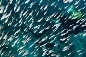 Glas fischt riesige Köderkugel, die sich unter Wasser bewegt foto