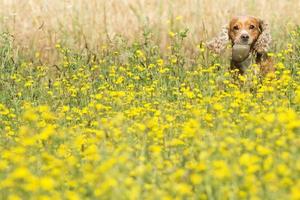 Englischer Welpe Cocker Spaniel Hund auf dem Grashintergrund foto