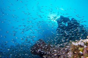 Glas fischt riesige Köderkugel, die sich unter Wasser bewegt foto