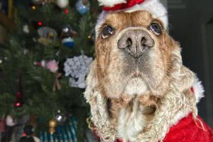 Sankt gekleidetes Hündchenweihnachten auf Weihnachtsbaumhintergrund foto