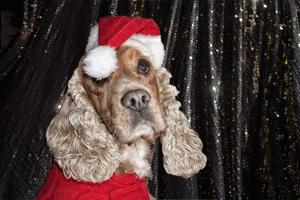 Santa gekleidet Hündchen Weihnachten Weihnachten foto