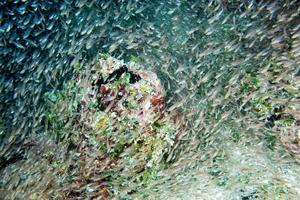 Glas fischt riesige Köderkugel, die sich unter Wasser bewegt foto