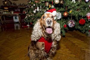 ein weihnachtsmann gekleideter welpenhund weihnachten foto