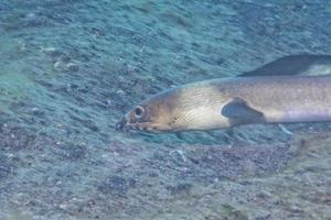 ein flaches Fischaugendetail beim Verstecken im Sand in Indonesien foto