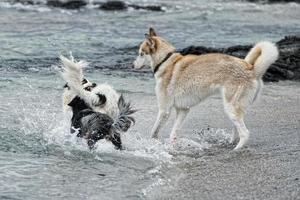 Hunde, die am Strand spielen foto