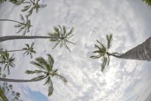 Kokosnuss Palme Baum auf tropisch Weiß Sand Strand foto