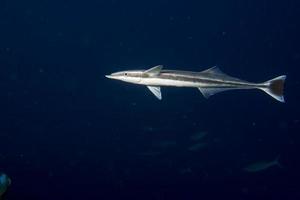 Remora Suckerfish auf schwarzem Hintergrund foto