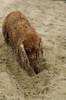 Englischer Cockerspaniel-Hund, der am Strand spielt foto