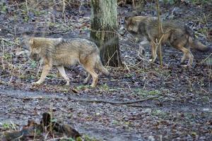 grau Wolf Kommen foto