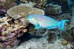 Papageienfisch unter Wasser foto