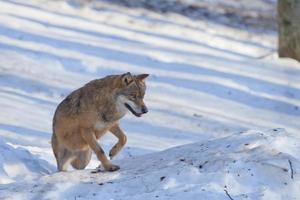 Ein grauer Wolf, isoliert im Schnee, während er dich ansieht foto