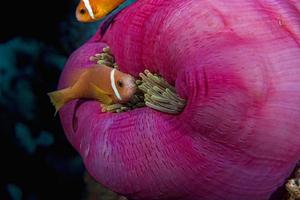 Clownfische in rosa lila Anemone foto