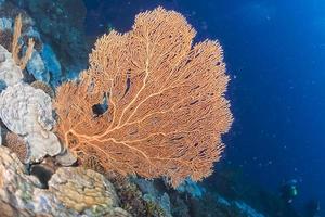 Gorgonienkoralle auf dem tiefblauen Ozean foto