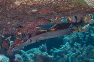 Trompete Säbel Fisch Porträt foto