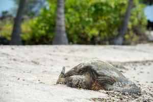 Suppenschildkröte im Kahaluu Beach Park foto